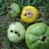 Kako se riješiti glista u stakleniku s paradajzom